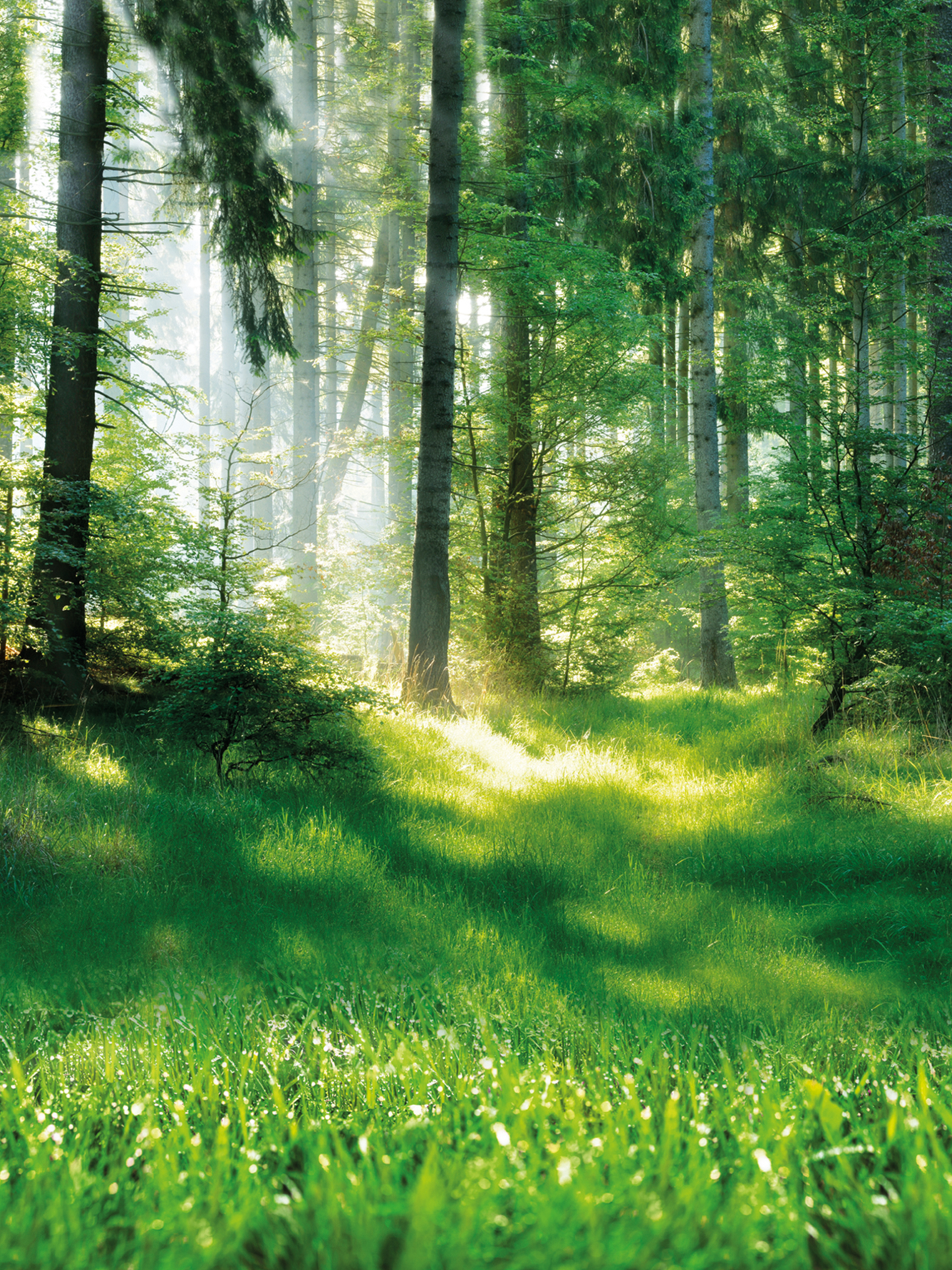 Grüner Wald mit Sonneneinstrahlung